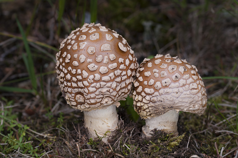 Amanita muscaria var. regalis